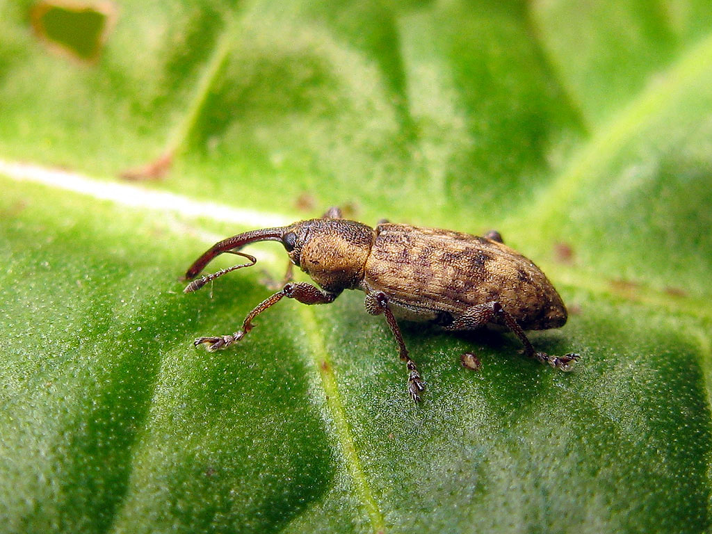 Curculionidae: Dorytomus ?? - No, Erirhinidae: Thryogenes festucae